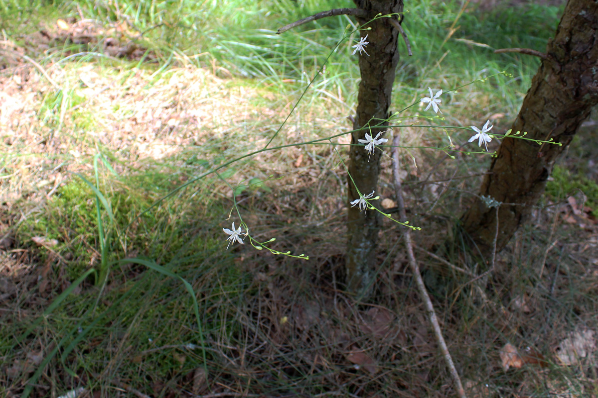 Изображение особи Anthericum ramosum.