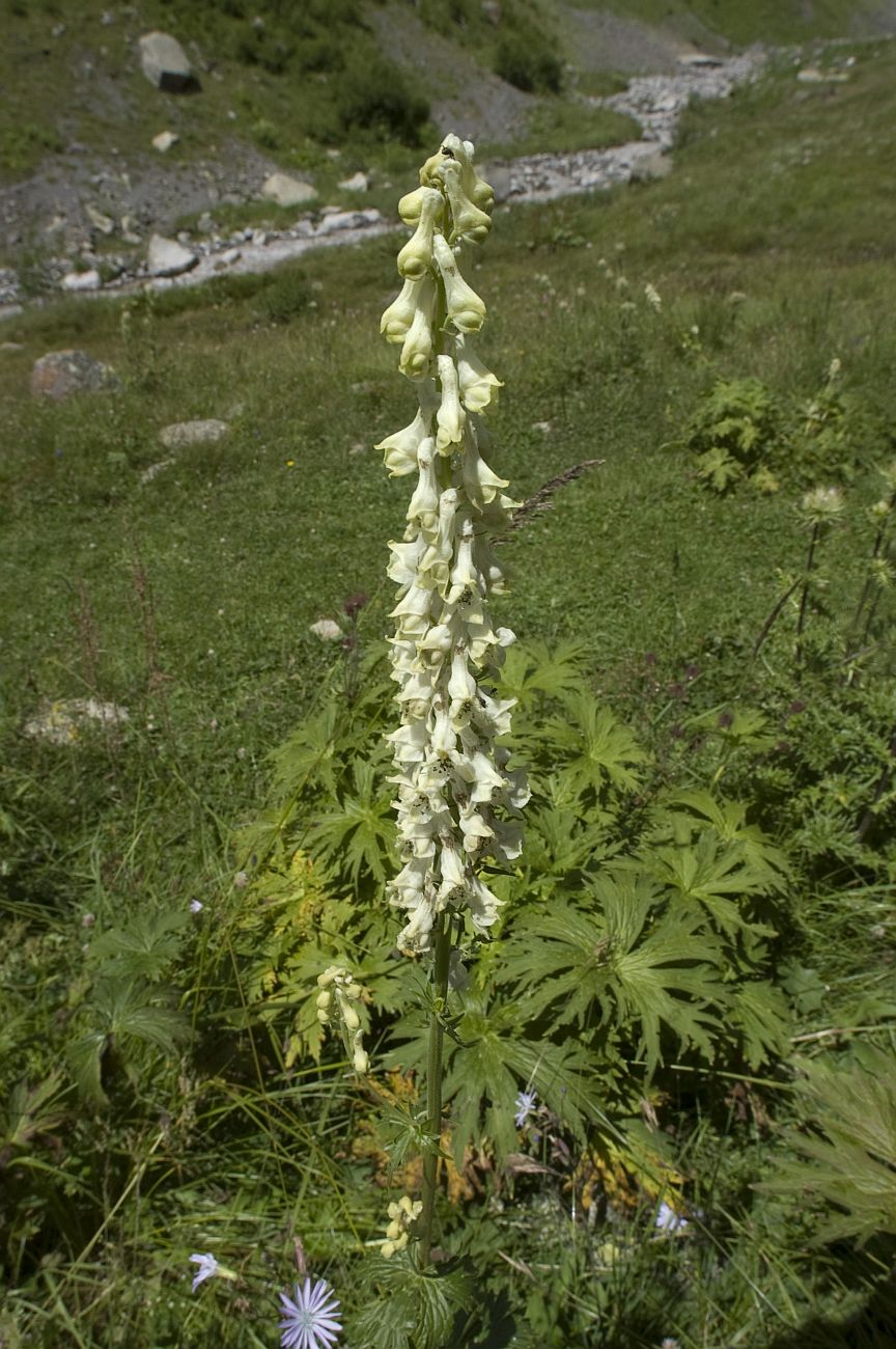 Изображение особи Aconitum orientale.