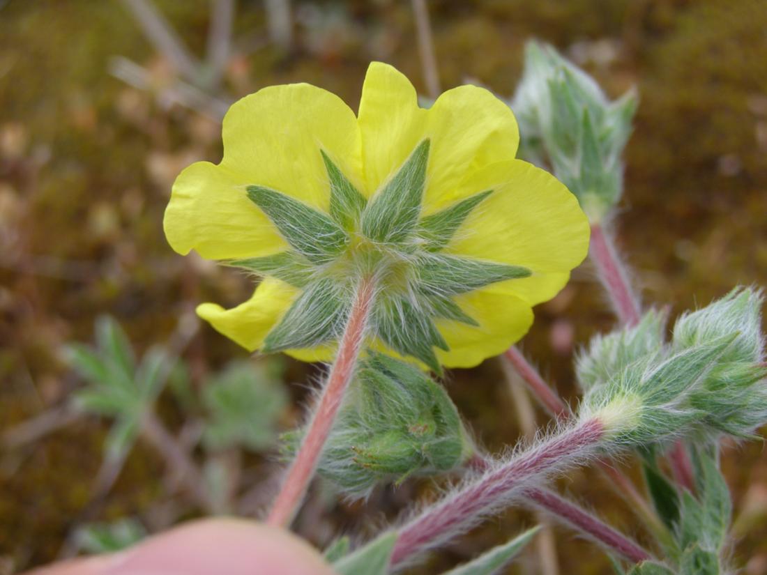 Image of Potentilla taurica specimen.
