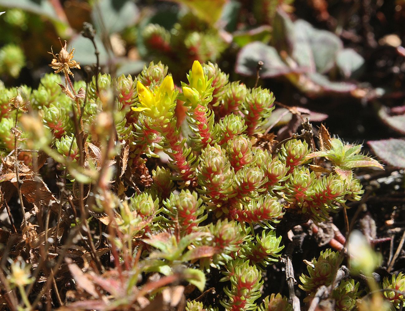 Изображение особи род Sedum.