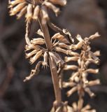 Dracocephalum thymiflorum