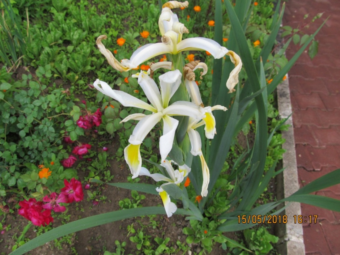 Image of Iris orientalis specimen.