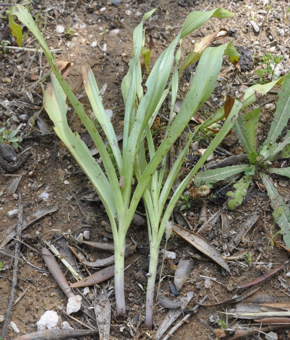 Изображение особи Colchicum bivonae.