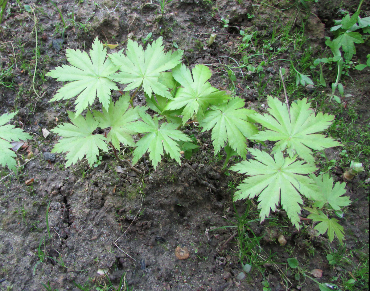 Image of Acer shirasawanum specimen.