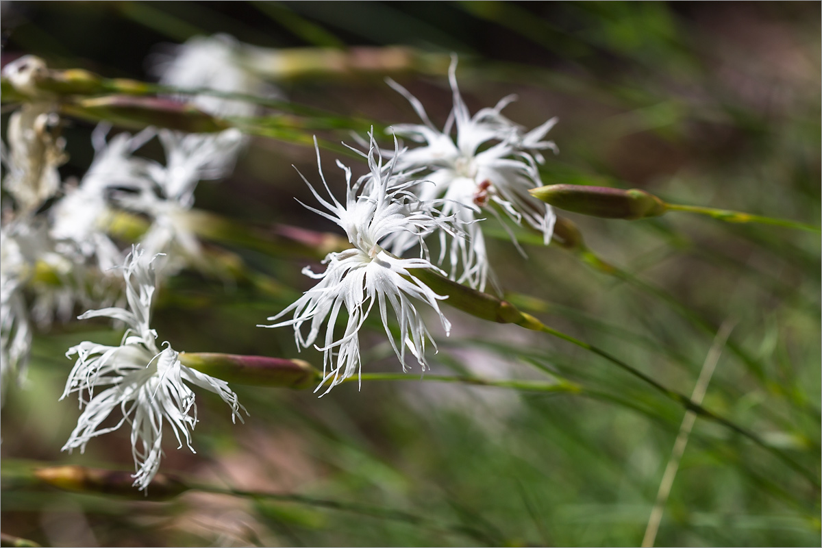 Image of Dianthus arenarius specimen.