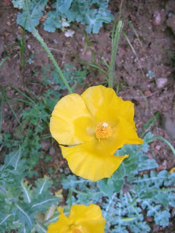 Изображение особи Glaucium fimbrilligerum.