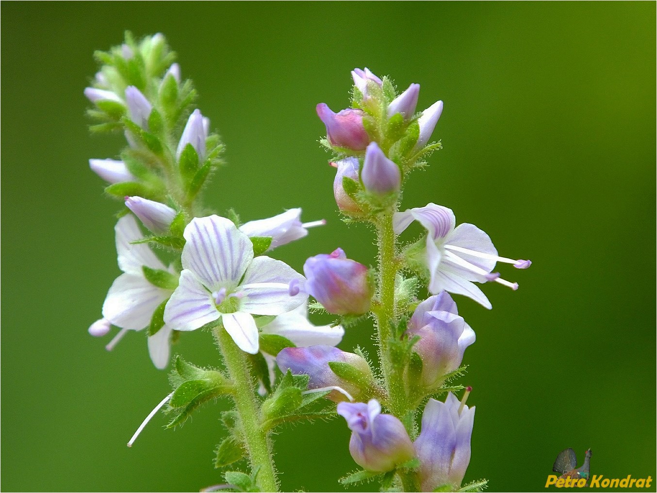 Изображение особи Veronica officinalis.