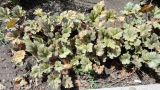 Heuchera &times; hybrida