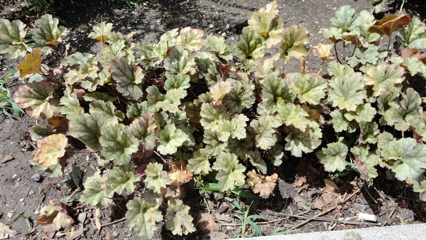 Image of Heuchera × hybrida specimen.