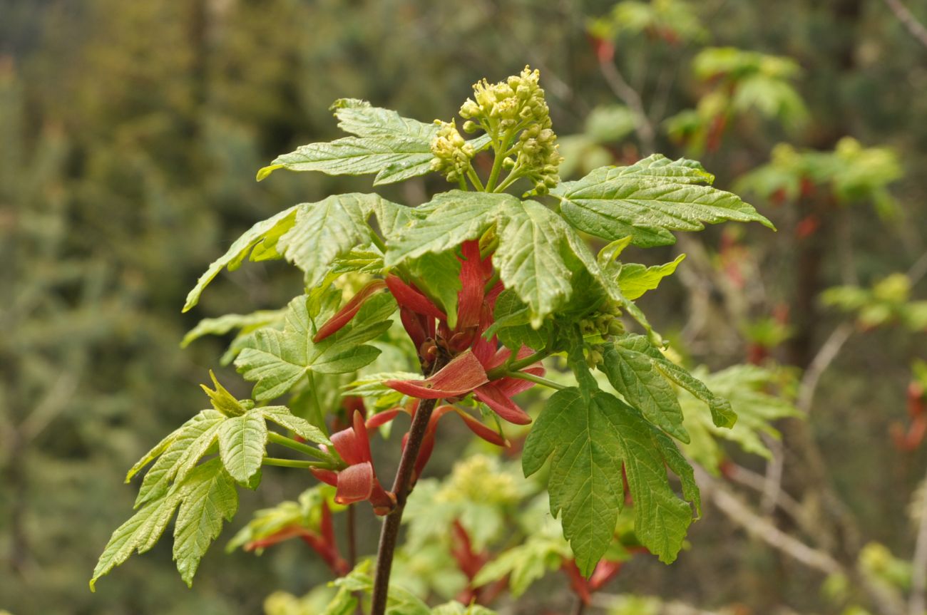 Image of Acer trautvetteri specimen.