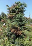 Cunninghamia lanceolata. Вегетирующее растение. Украина, г. Запорожье, Запорожский детский ботанический сад. 06.08.2018.