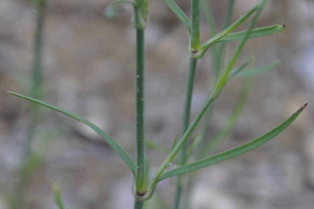 Изображение особи Petrorhagia prolifera.