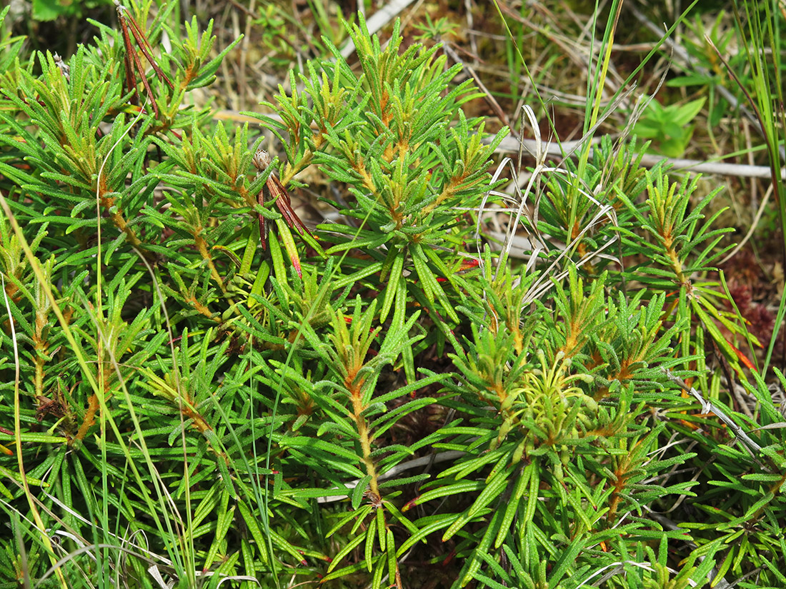 Image of Ledum subulatum specimen.