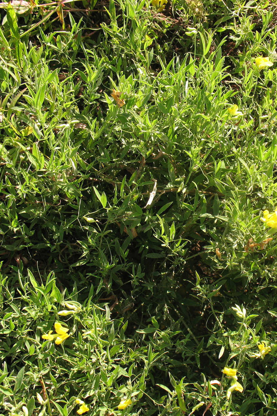 Image of Lathyrus pratensis specimen.