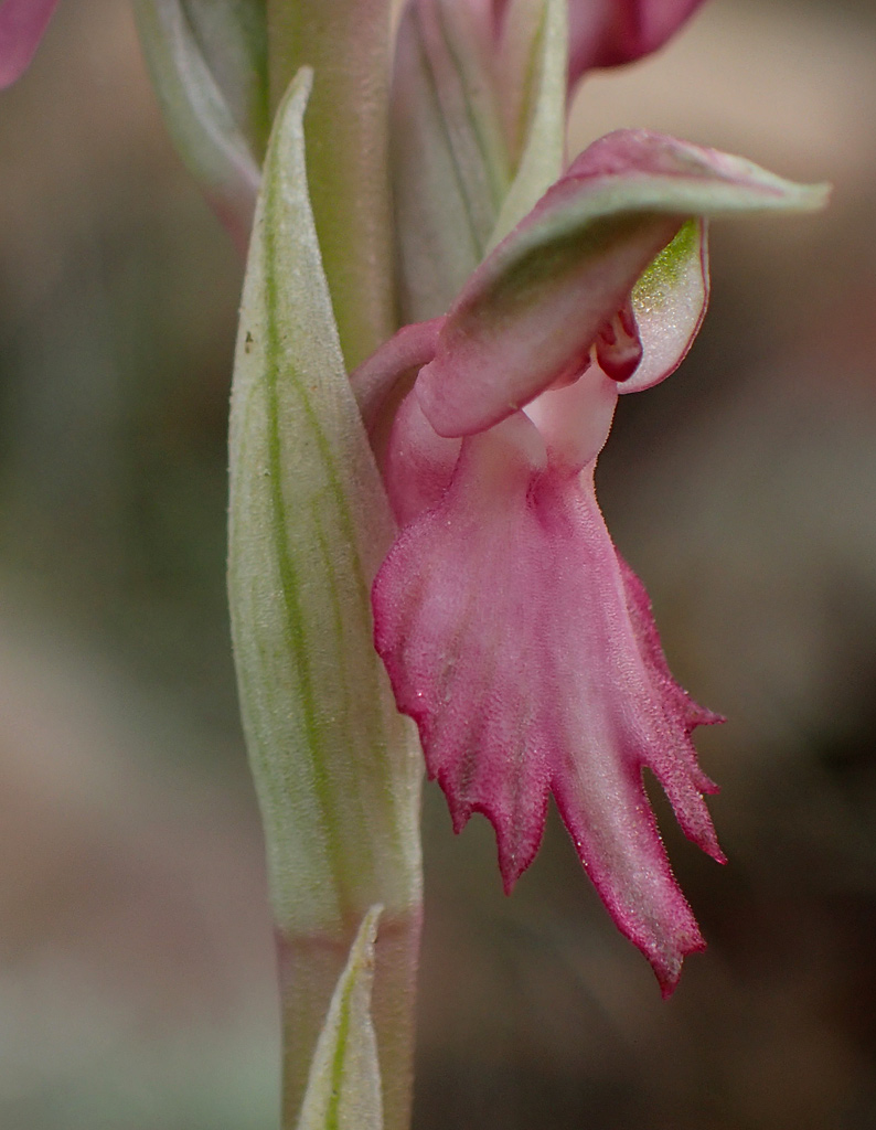 Изображение особи Anacamptis sancta.