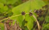 Carex spicata. Верхушка плодоносящего побега. Башкортостан, Кугарчинский р-н, окр. дер. Мурадымово, природный парк \"Мурадымовское ущелье\", долина р. Большой Ик, луг. 2 сентября 2018 г.