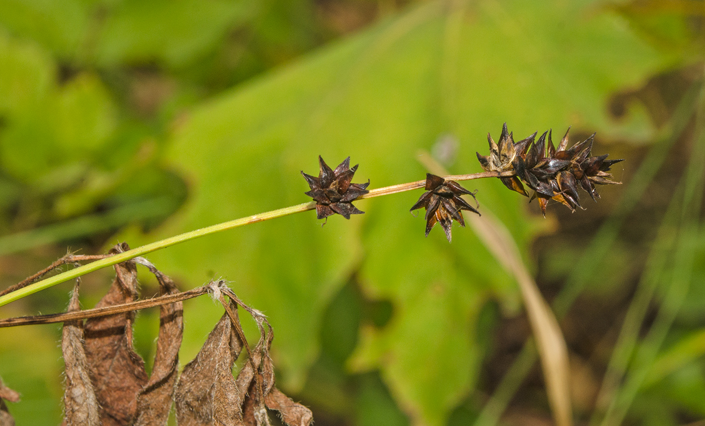 Image of Carex spicata specimen.