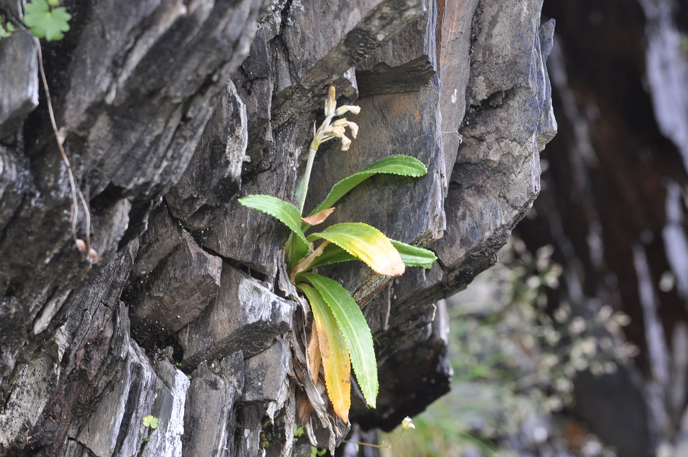 Image of Primula bayernii specimen.