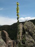 Verbascum turkestanicum