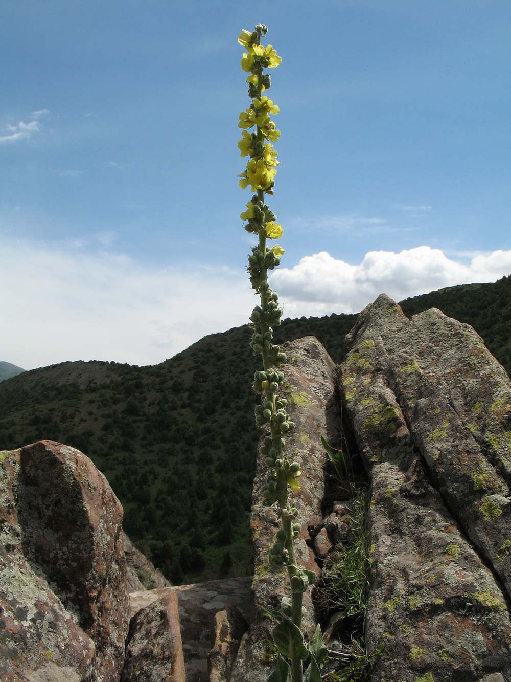 Image of Verbascum turkestanicum specimen.