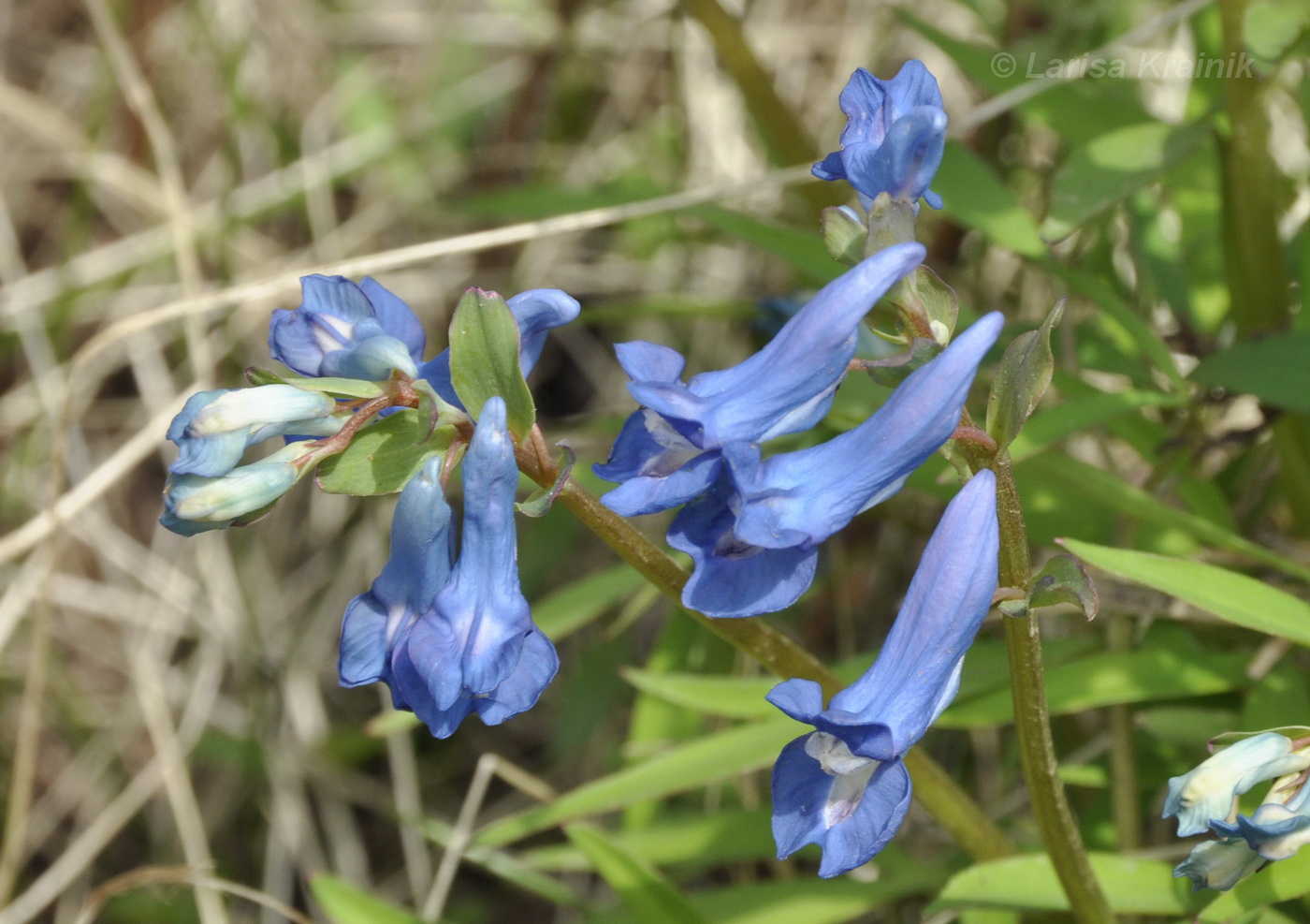 Изображение особи Corydalis ambigua.