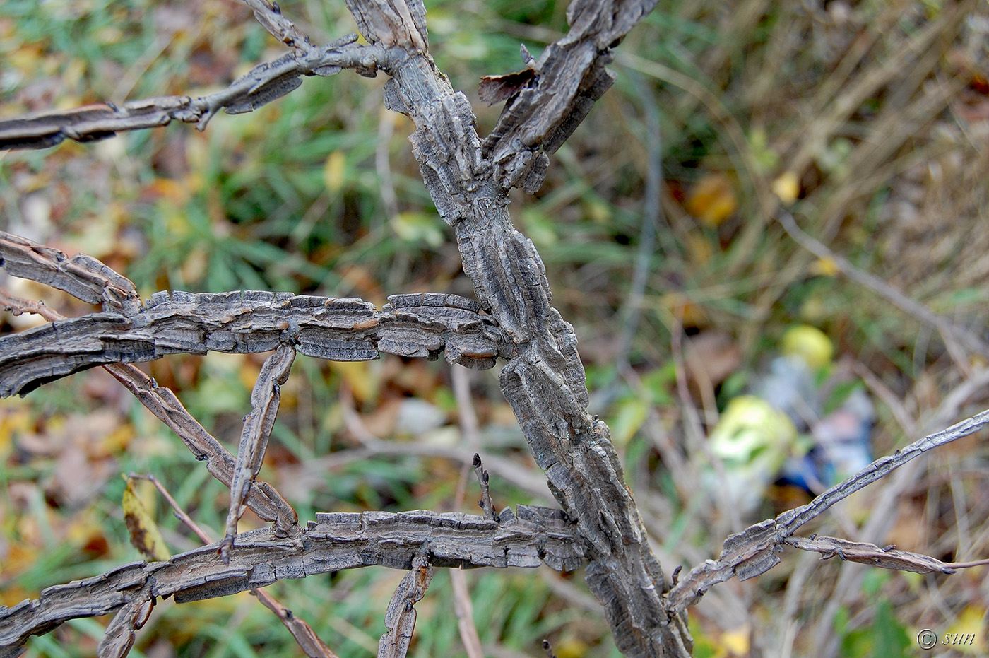 Image of Ulmus minor specimen.