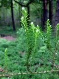 Lycopodium annotinum