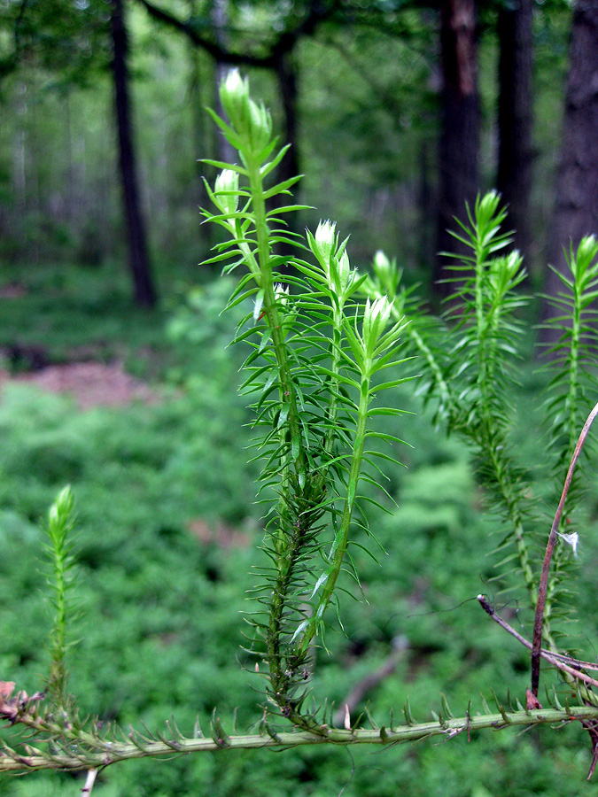 Image of Lycopodium annotinum specimen.