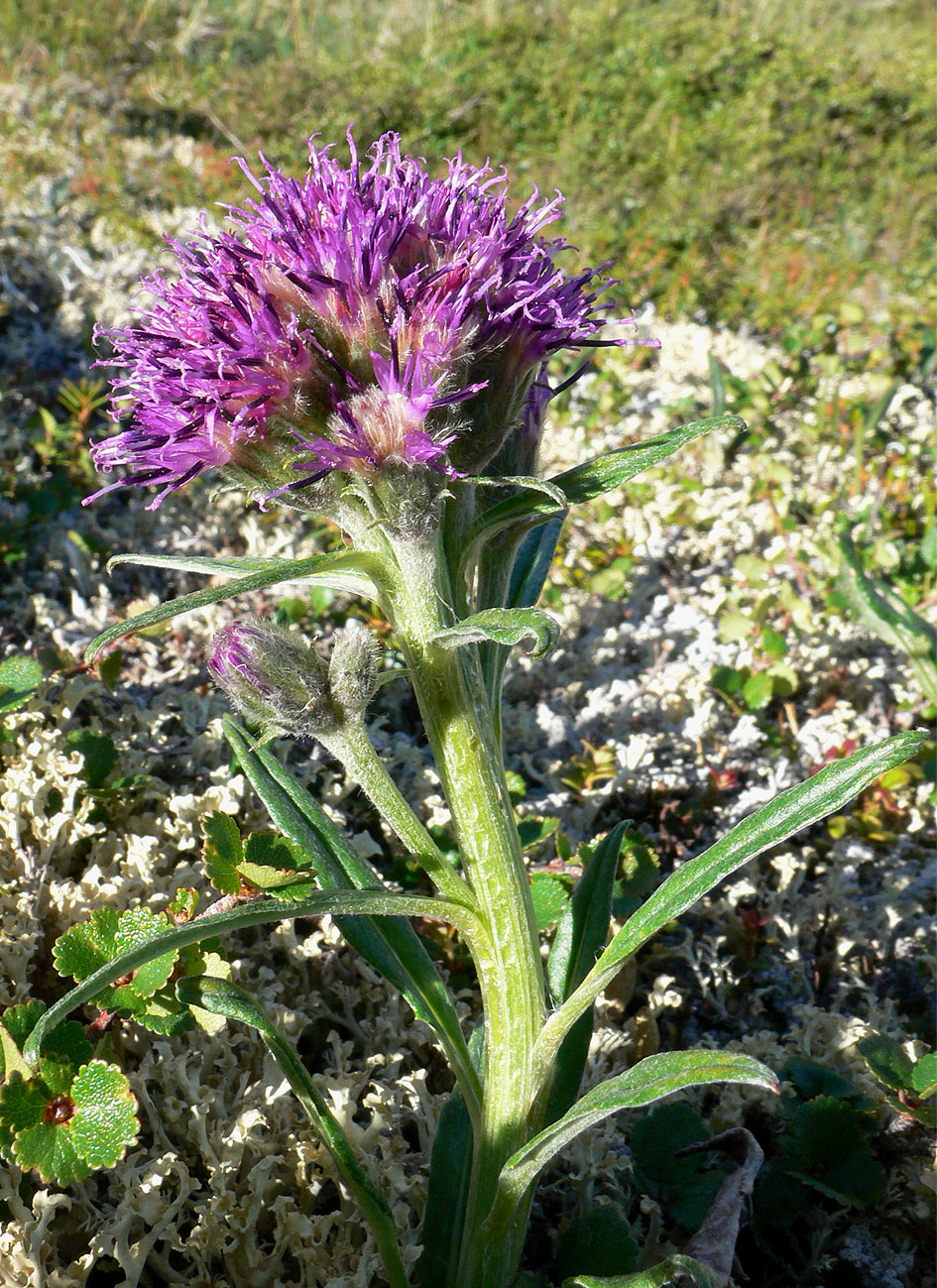 Image of Saussurea tilesii specimen.