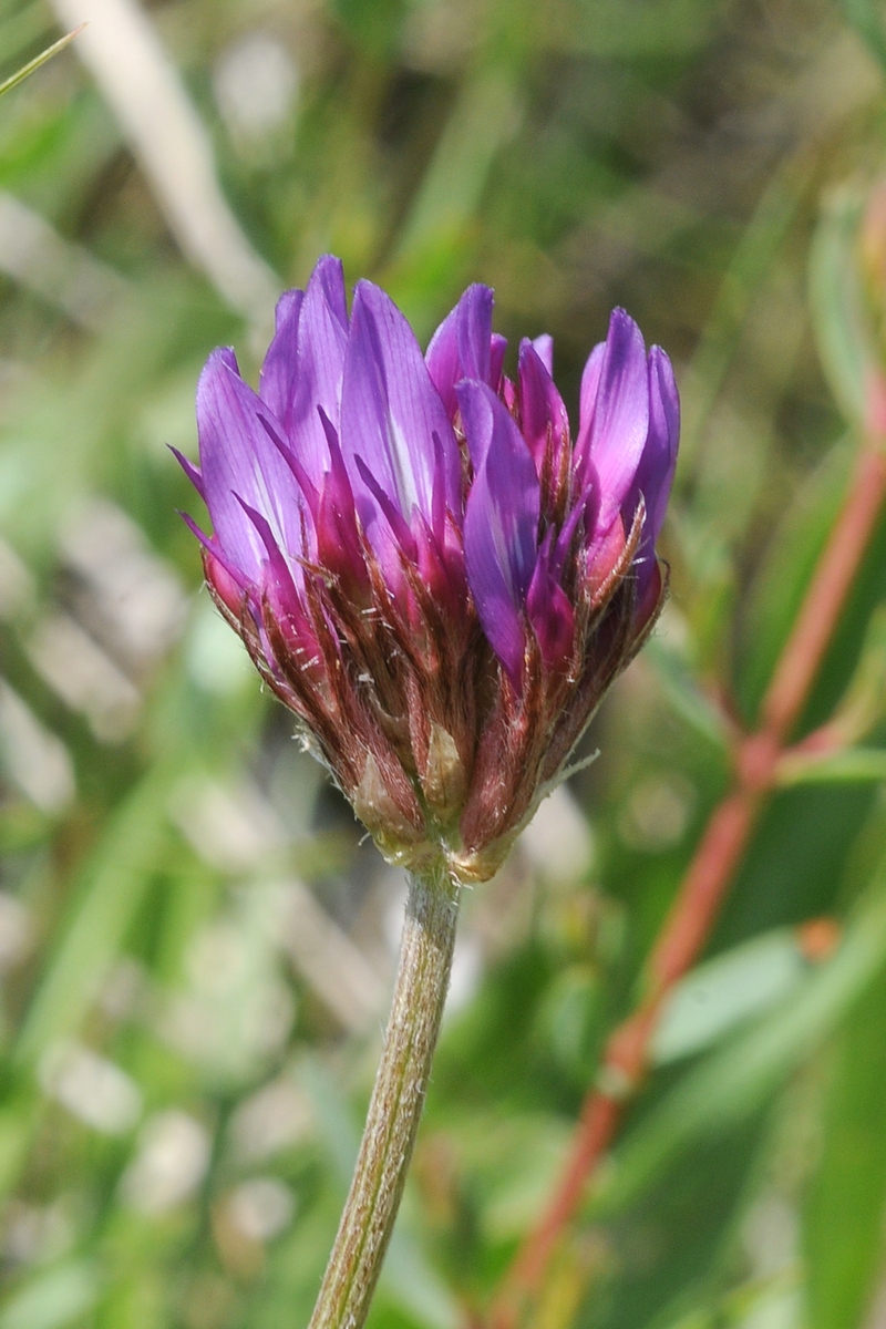 Изображение особи Astragalus stenanthus.