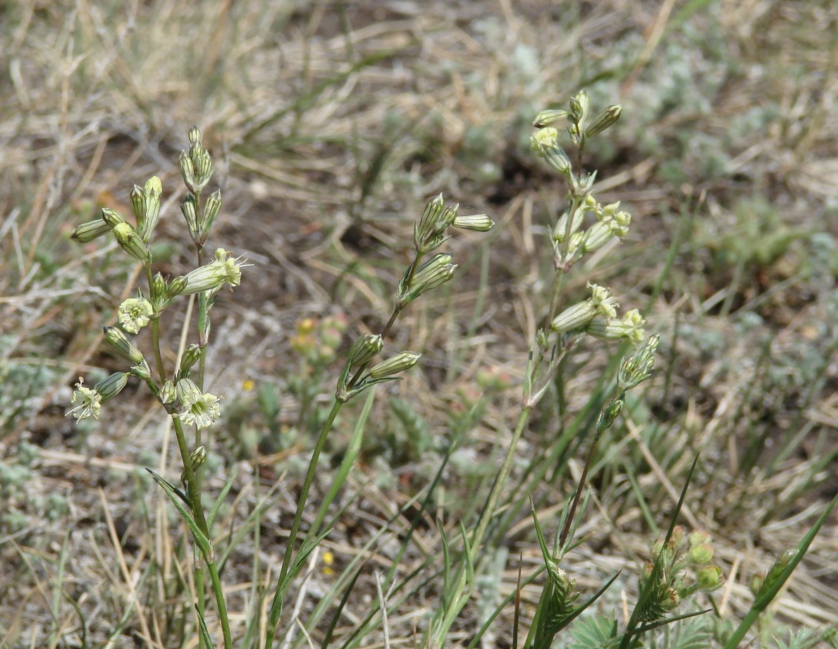 Image of Silene turczaninovii specimen.