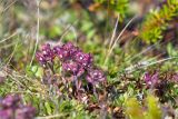 Thymus subarcticus. Плодоносящие растения. Кольский п-ов, Кандалакшский берег Белого моря, каменистая коса, олуговелая воронично-кустарничковая тундра. 25.07.2018.