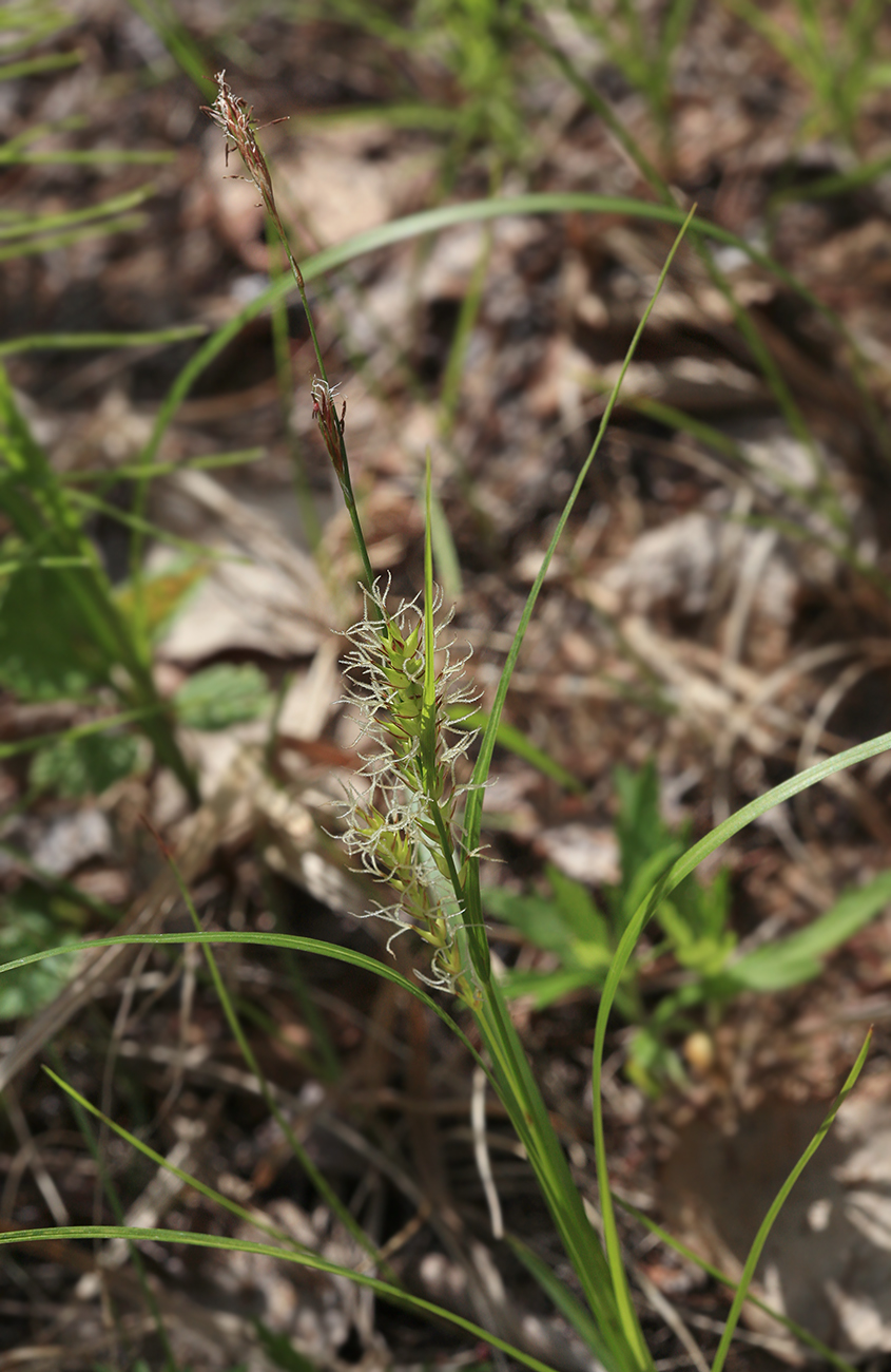 Изображение особи род Carex.