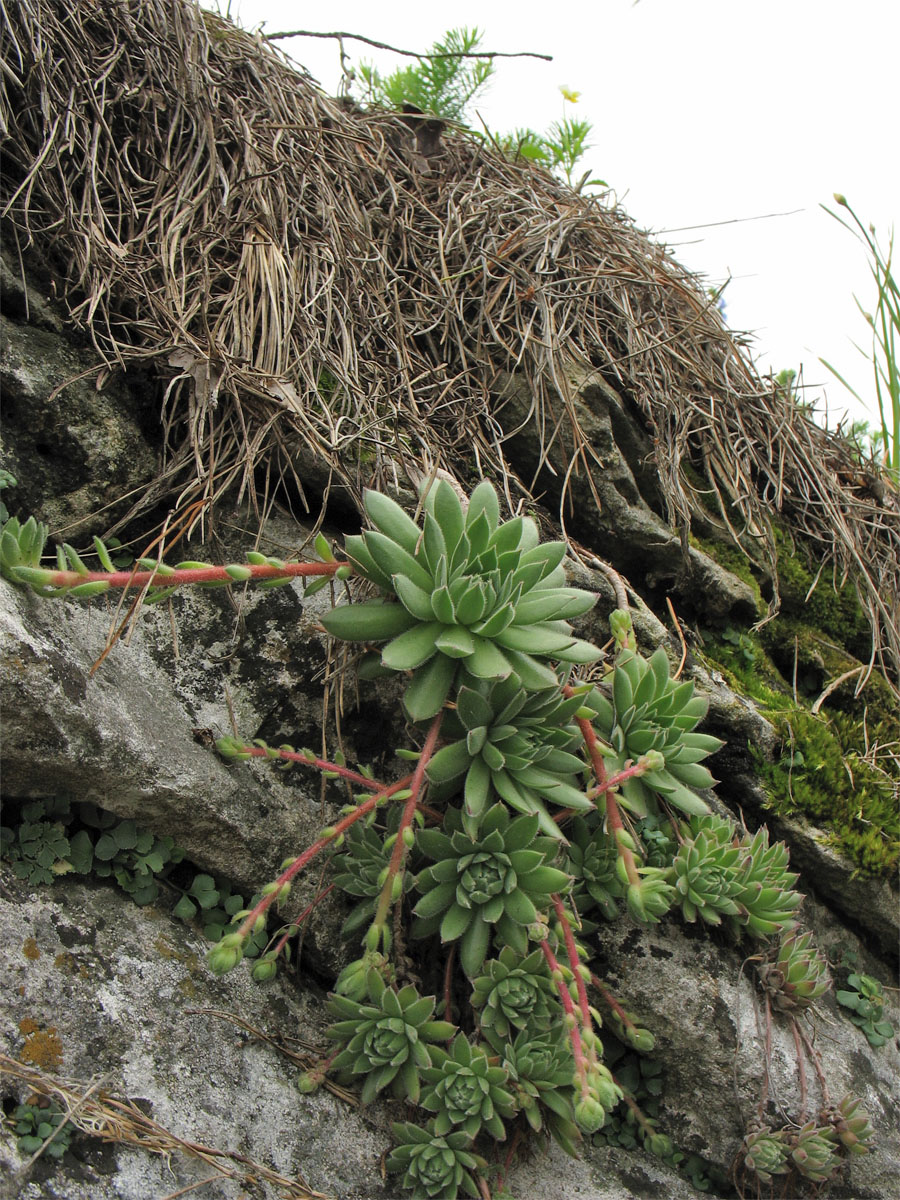 Изображение особи Sempervivum ruthenicum.