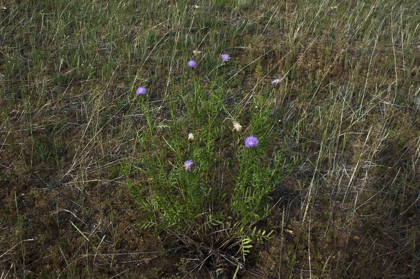 Image of Klasea centauroides specimen.