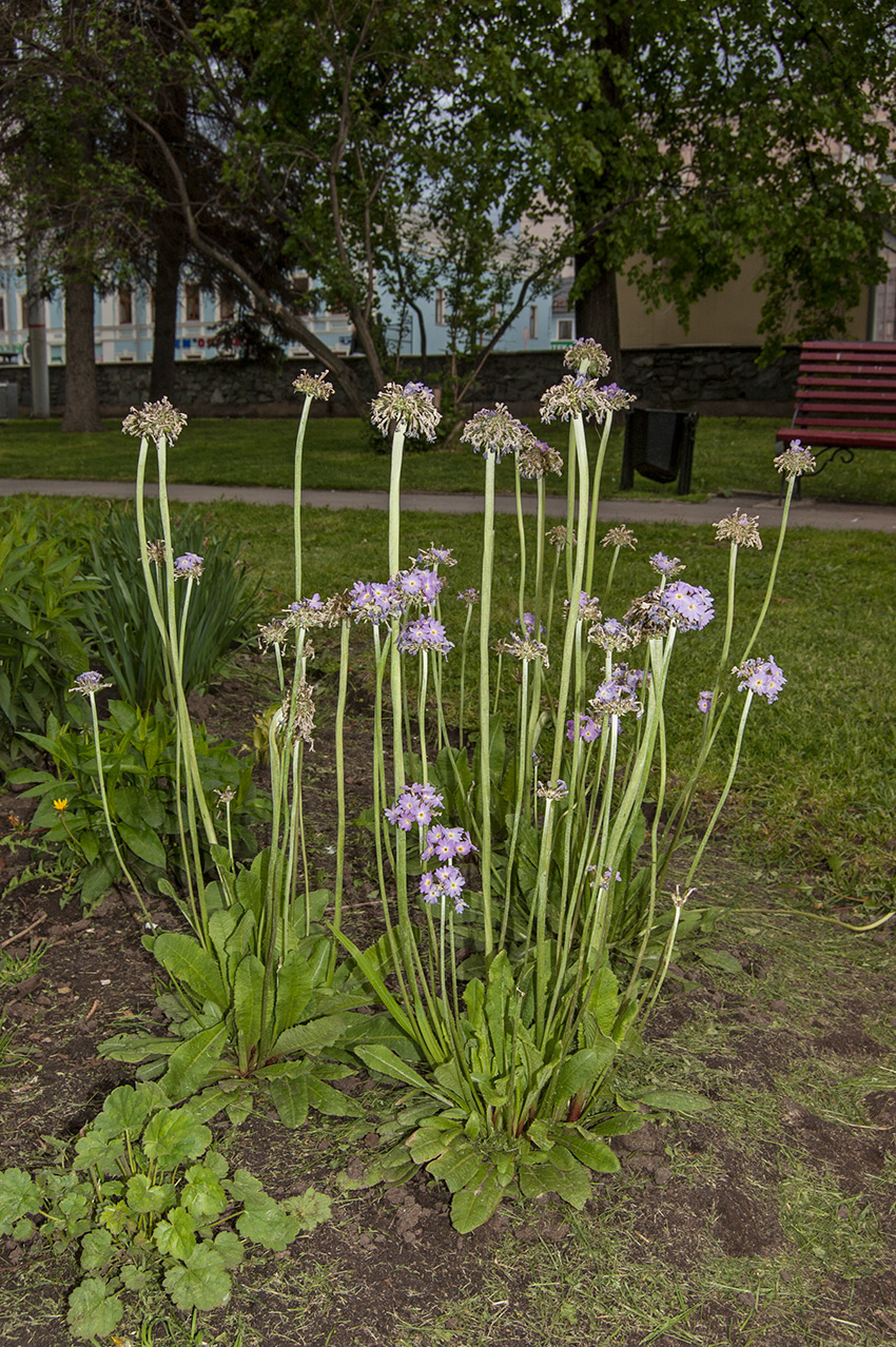 Изображение особи Primula denticulata.