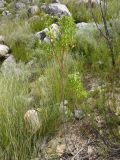 Pelargonium ribifolium