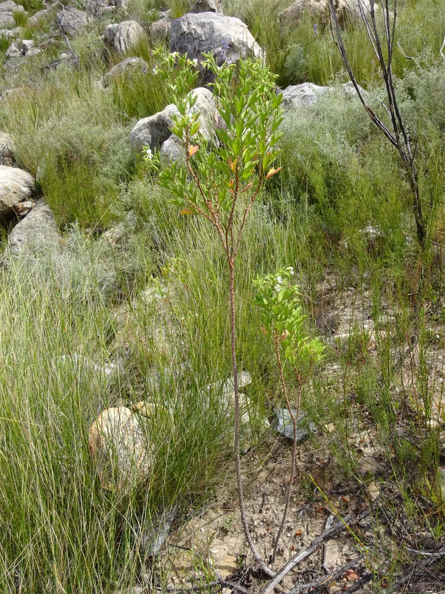 Изображение особи Pelargonium ribifolium.