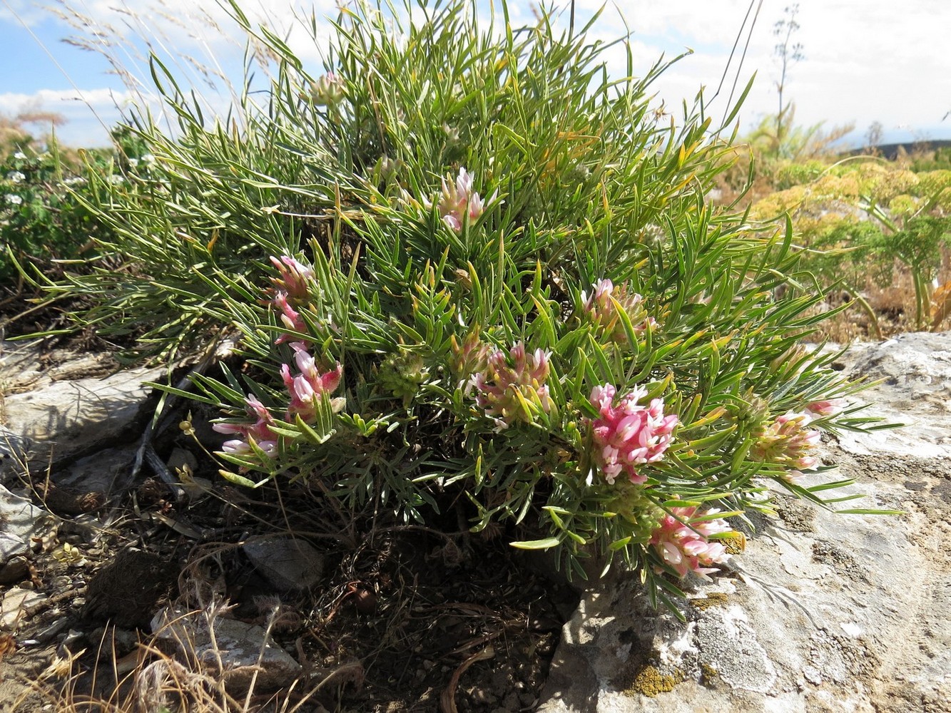 Изображение особи Astragalus inaequalifolius.