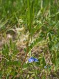 Vicia pannonica