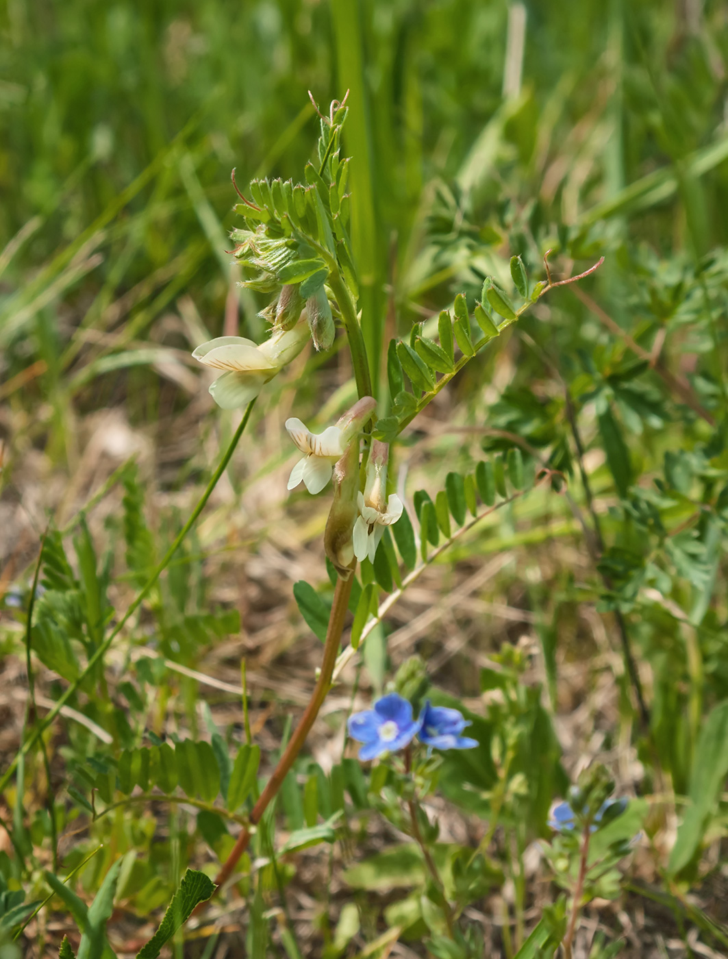 Image of Vicia pannonica specimen.