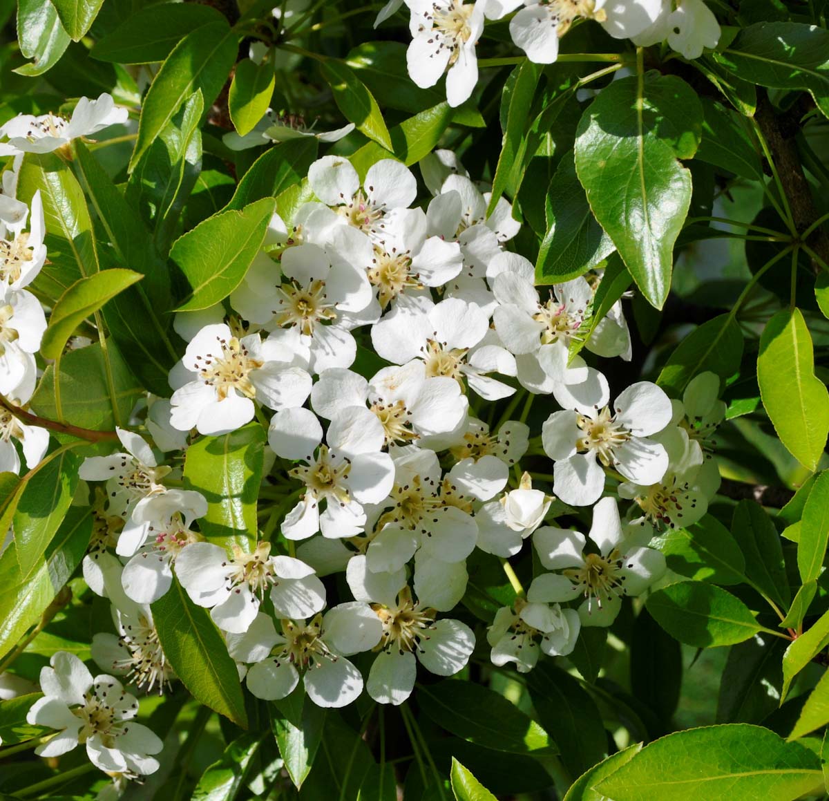 Image of Pyrus syriaca specimen.