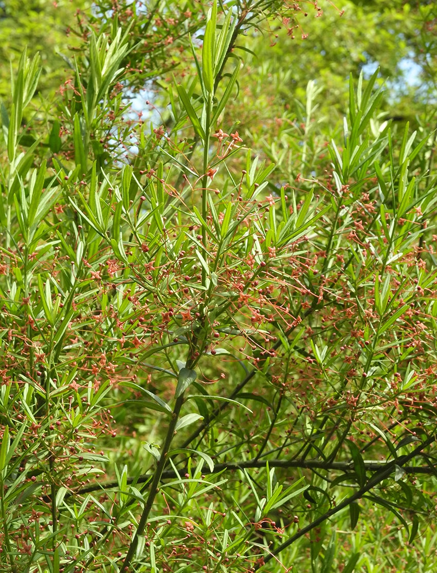 Изображение особи Euonymus nanus.