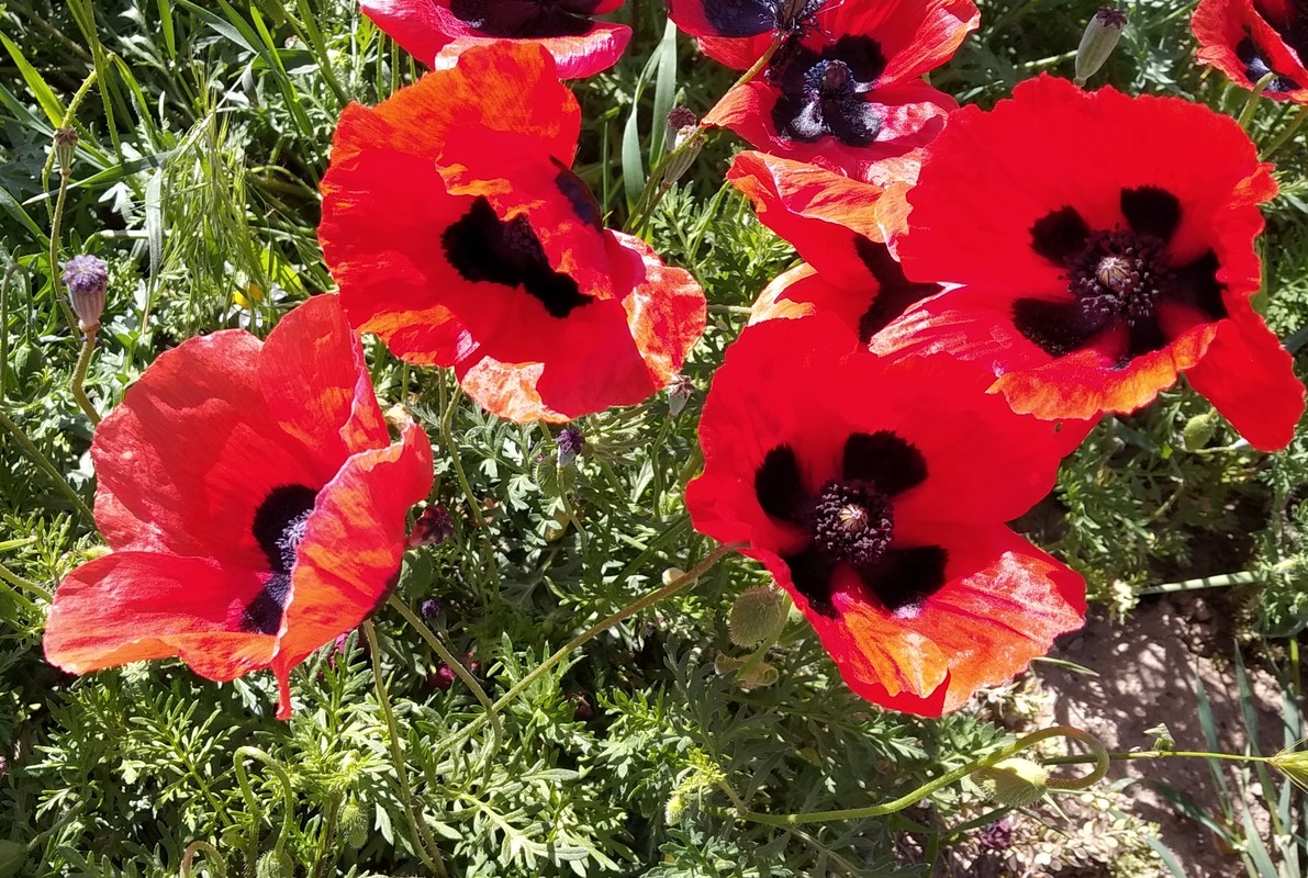 Image of Papaver arenarium specimen.