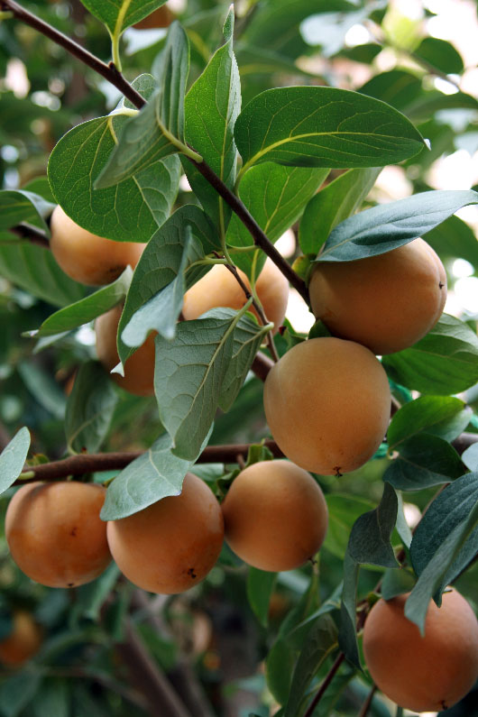 Image of Diospyros kaki specimen.