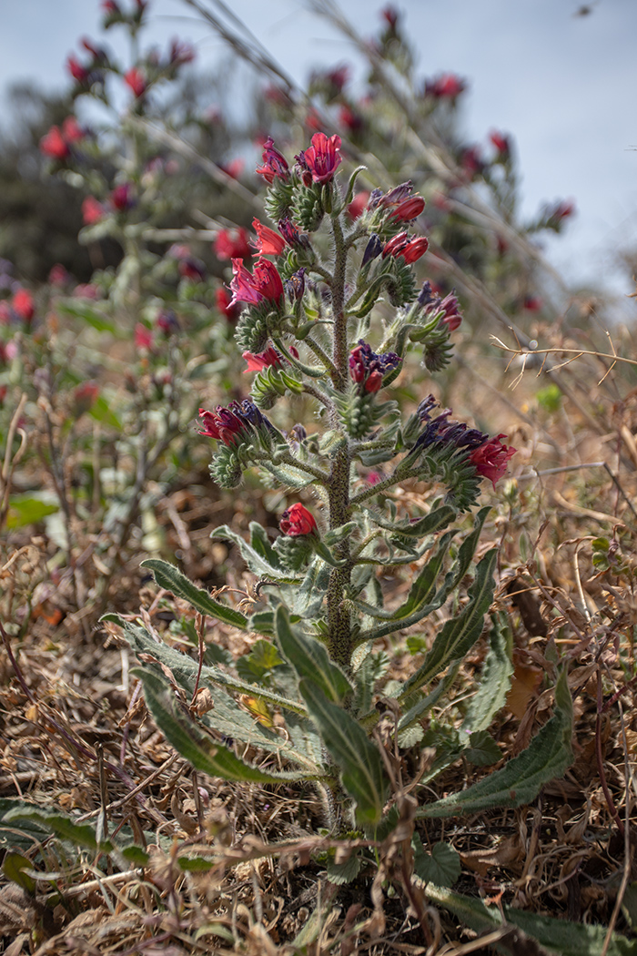 Изображение особи Echium creticum.