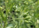 Ranunculus arvensis разновидность tuberculatus. Зреющий плод. Краснодарский край, Кущевский р-н, станица Шкуринская, край поля у сырого кювета. 01.06.2019.