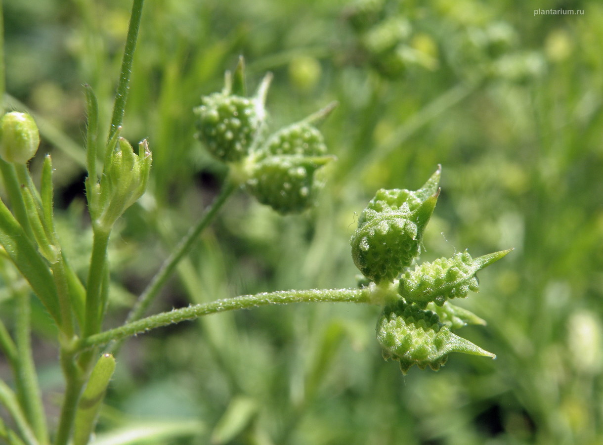 Image of Ranunculus arvensis var. tuberculatus specimen.