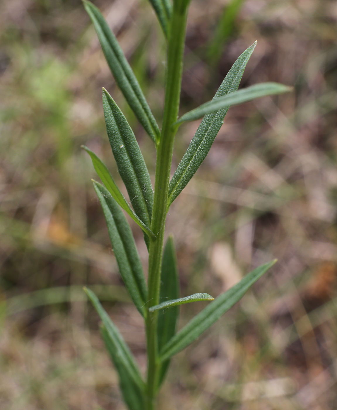 Image of Erysimum hieraciifolium specimen.