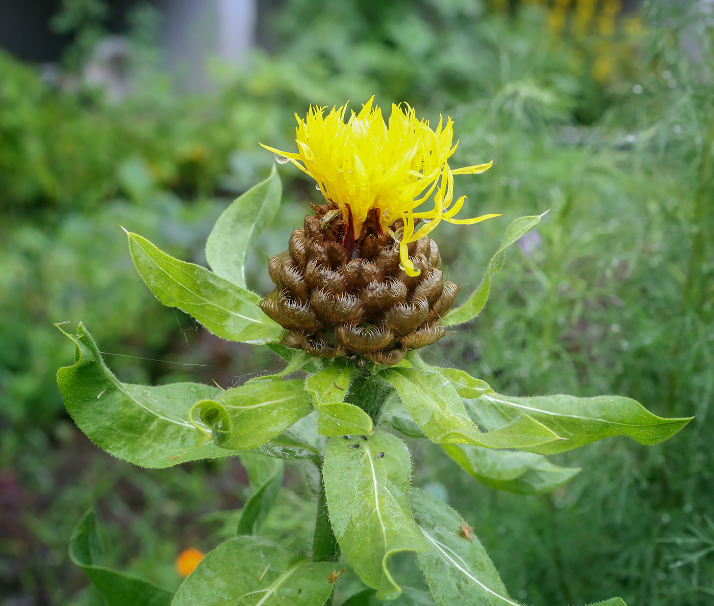 Изображение особи Grossheimia macrocephala.